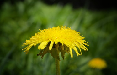 Yellow dandelion flower close-up on blurred background