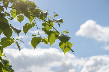 Green branch with Linden leaves against the sky with clouds