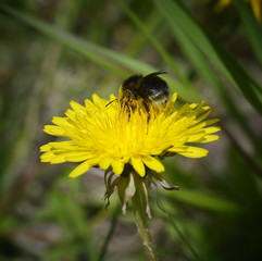 Bumblebee on a yellow dandelion flower.