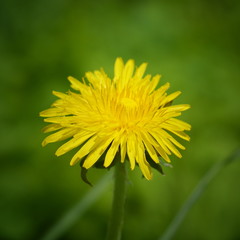 Bright yellow dandelion flower closeup on blurred green background on Sunny day