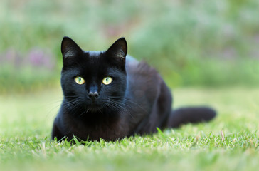 Close up of a black cat lying on grass in the garden