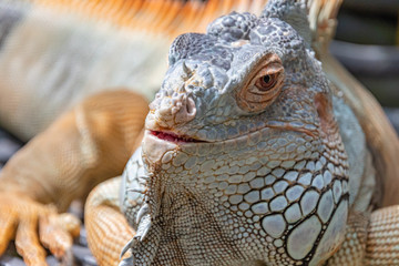 Iguana lazing in the warmth