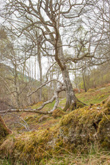 Background fairy tale Forest Landscape