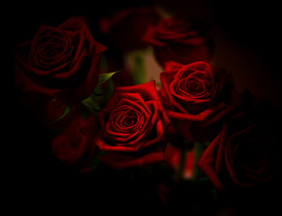 red roses on black background