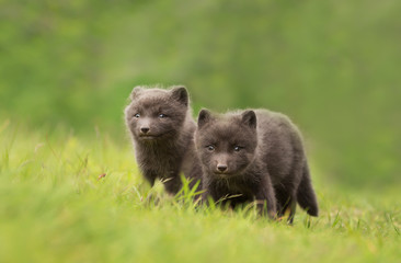 Arctic Fox cubs playing in the meadow