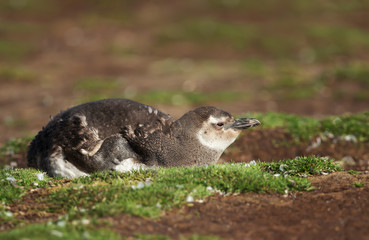 Molting juvenile Magellanic penguin lying on the ground