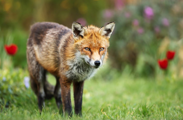 Naklejka na ściany i meble Red fox in the garden with flowers