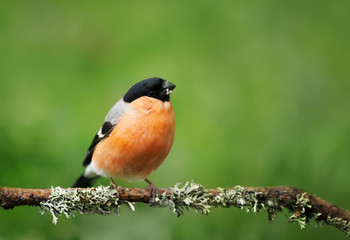 Eurasian bullfinch perched on a mossy branch