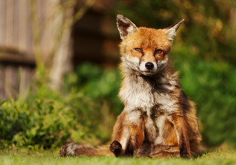 Close up of a red fox sitting on grass