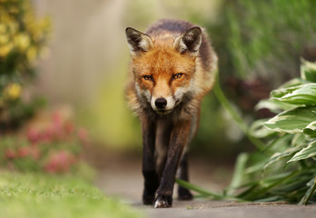 Close up of a red fox in summer