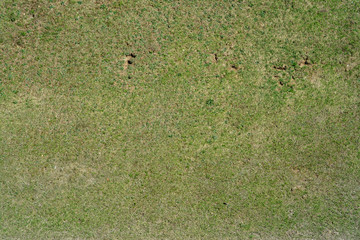 The texture of the ground covered with grass sprouting after winter