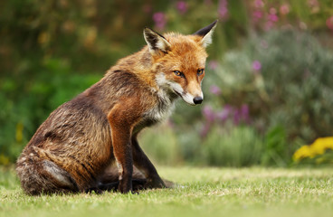 Naklejka na ściany i meble Red fox sitting on the grass in summer