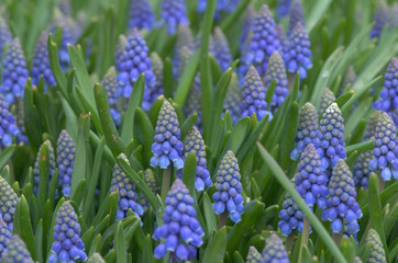 blue flowers in the garden
