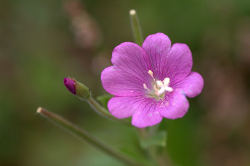 pink flower in garden