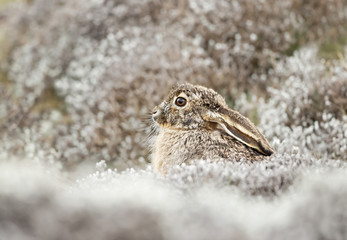 Close up of Ethiopian highland hare