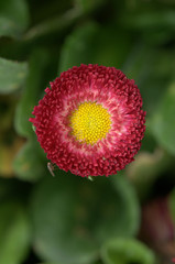 red flower in the garden
