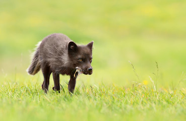 Arctic fox carrying a dead bird in mouth