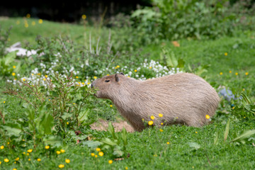 A solo Capybara in tall grass and shrubbery