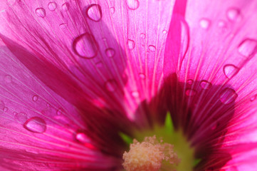 pink flower with water drops