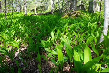 plants in the garden
