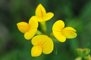yellow flowers on green background