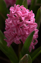 Fototapeta premium pink carnation flower
