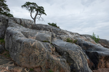 tree on the rock