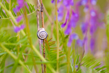 Slug in the grass on a dry stalk between purple flowers