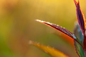 abstract japanese spirea japonica new leaves in a spring garden in the sunset.
