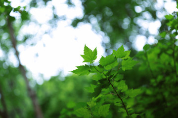  Leaves in Wuling Mountain of Beijing