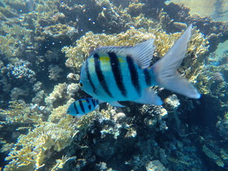 red sea corals fish