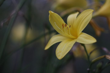 Obraz premium Yellow flowers