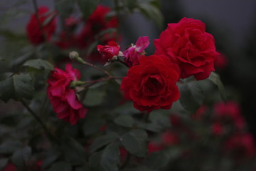 Obraz premium Red rose