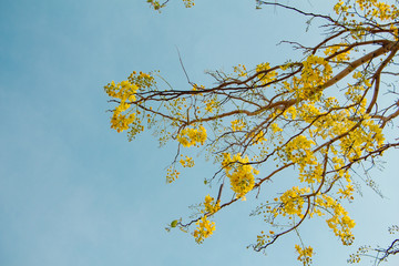 Golden Shower Tree on blue sky.Spring and summer