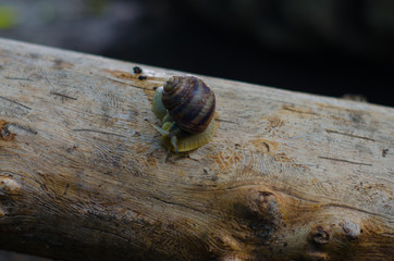 Snail on a tree
