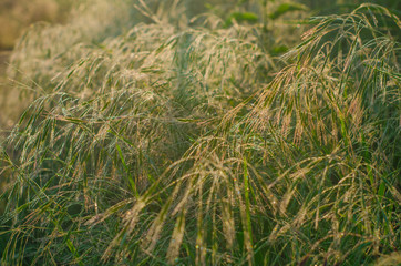 Grass with dew