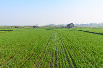 Fototapeta na wymiar Rice field at village near Inle Lake, Shan State, Myanmar