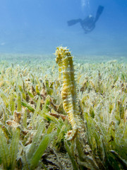 Seahorse in the sea grass with silhouette of a diver in the background - Underwater at dive site Bannerfish Bay in Dahab, Egypt.