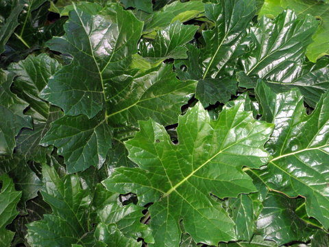 Feuilles d'acanthe