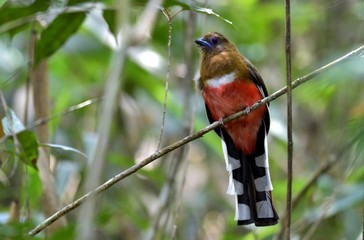 The beautifu bird in the forest