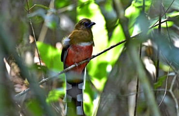 The beautifu bird in the forest