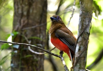 The beautifu bird in the forest