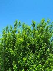 Fototapeta na wymiar 槿の若葉と青空