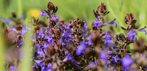 the sea of violets in spring