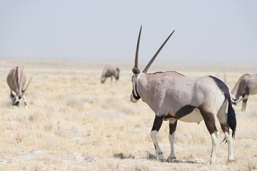 Naklejka na ściany i meble Oryx standing in the colorful landscape of the majestic Etosha National Park, best travel destination in Namibia, Africa.