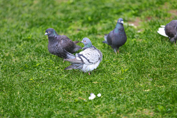 pigeons on grass of Beijing Earth altar 