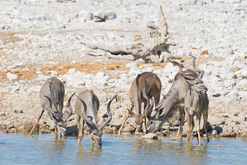 Herd of Kudu drinking from Okaukuejo waterhole. Wildlife Safari in the Etosha National Park, majestic travel destination in Namibia, Africa.