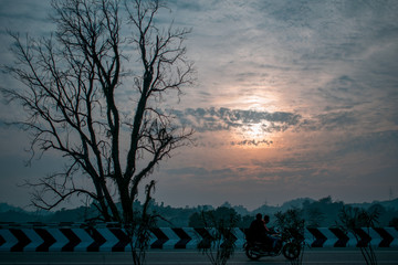 Silhouette of a tree in front of a beautiful sunset