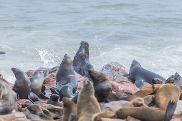 The seal colony at Cape Cross, on the atlantic coast of Namibia, Africa. View on the shoreline and the rough waving ocean.