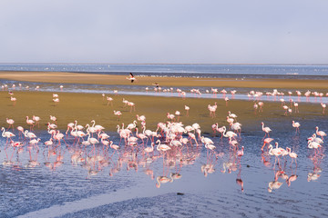 Naklejka na ściany i meble Group of pink flamingos on the sea at Walvis Bay, the atlantic coast of Namibia, Africa.